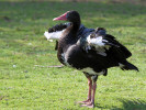 ?Spur-Winged Goose (WWT Slimbridge March 2011) - pic by Nigel Key